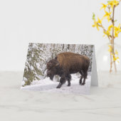 American Bison (Bison bison) Card Karte (Gelbe Blume)