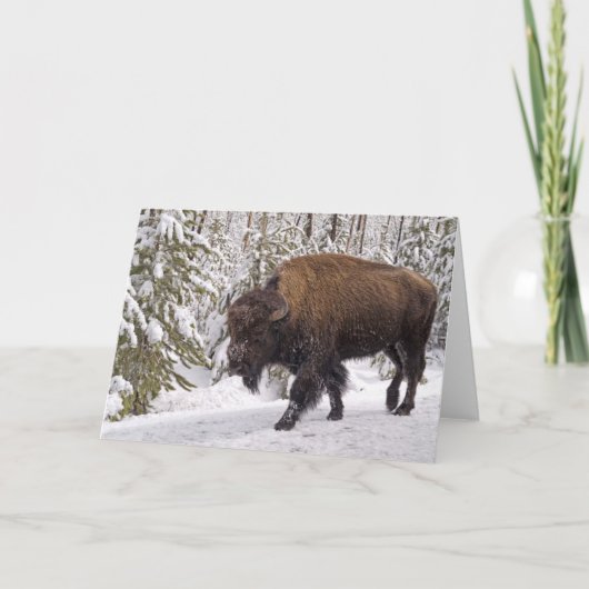 American Bison (Bison bison) Card Karte (Vorderseite)