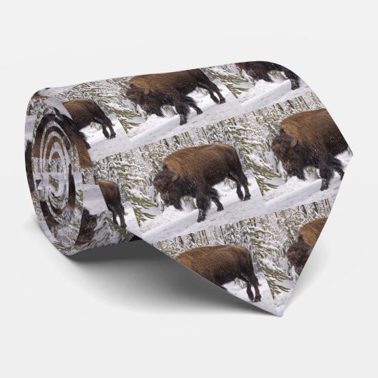 American Bison (Bison bison) Krawatte (Gerollt)