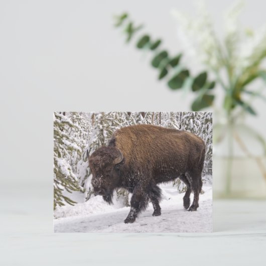 American Bison (Bison bison) Postkarte (Stehend Vorderseite)