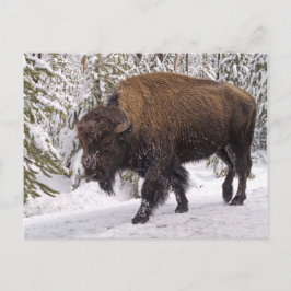 American Bison (Bison bison) Postkarte
