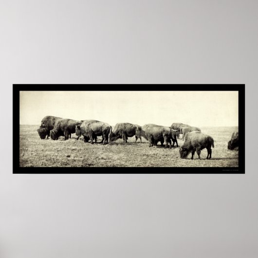 American Bison Buffalo Foto 1906 Poster (Vorne)
