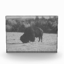 American Bison (Buffalo) Foto Block
