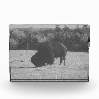 American Bison (Buffalo) Foto Block