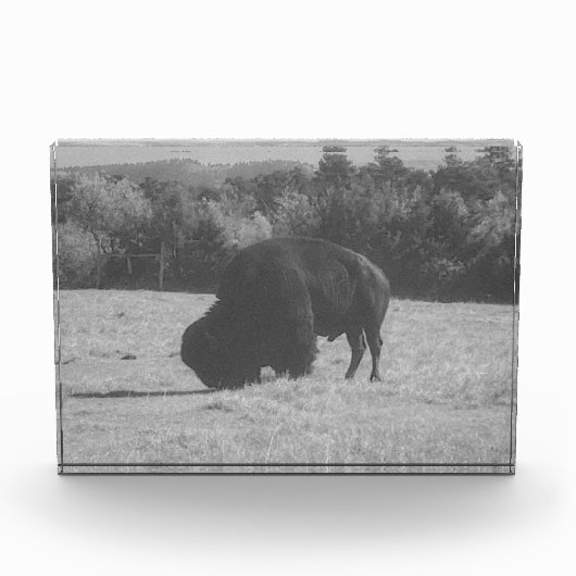 American Bison (Buffalo) Foto Block (Vorderseite)