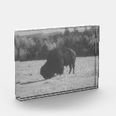 American Bison (Buffalo) Foto Block (Links)
