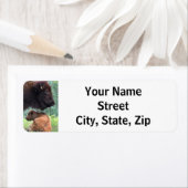 American Bison Cow & Calf (Insitu)