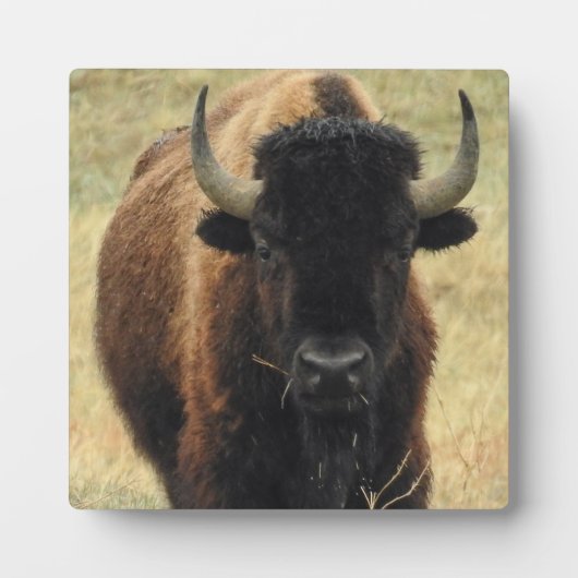American Bison Desktop Plaque Fotoplatte (Vorderseite)