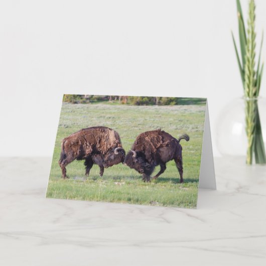 American Bison Faltenkarte Karte (Vorderseite)