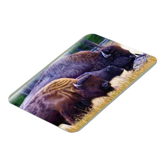 American Bison Family Magnet (Linke Seite)