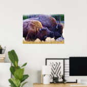 American Bison Family Poster (Heimbüro)