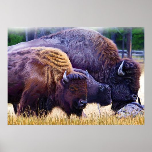 American Bison Family Poster (Vorne)