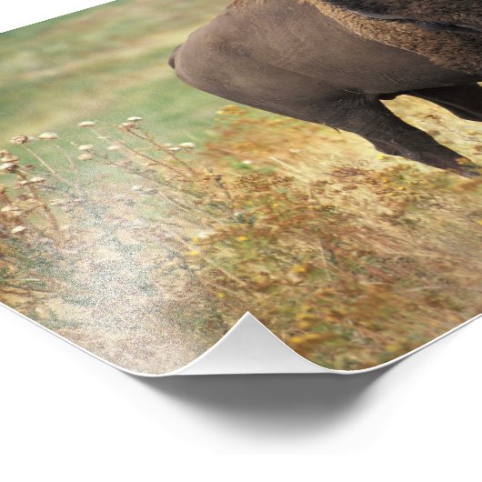 American Bison Foto Print (Ecke)