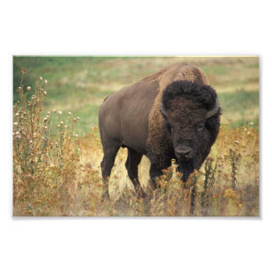 American Bison Foto Print
