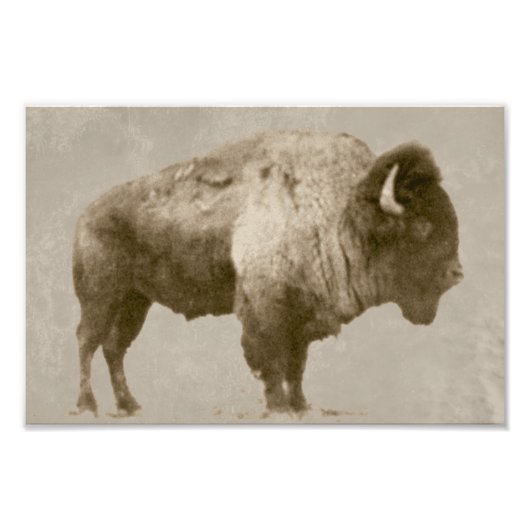American Bison Fotodruck (Vorne)