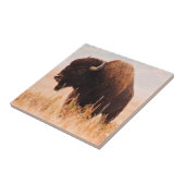 American Bison Herd in Teton 2 Fliese (Seite)