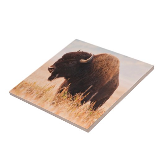 American Bison Herd in Teton 2 Fliese (Seite)