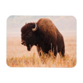 American Bison Herd in Teton 2 Magnet (Horizontal)