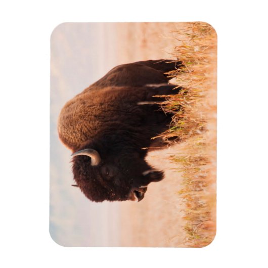 American Bison Herd in Teton 2 Magnet (Vertikal)
