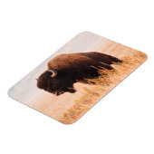 American Bison Herd in Teton 2 Magnet (Linke Seite)
