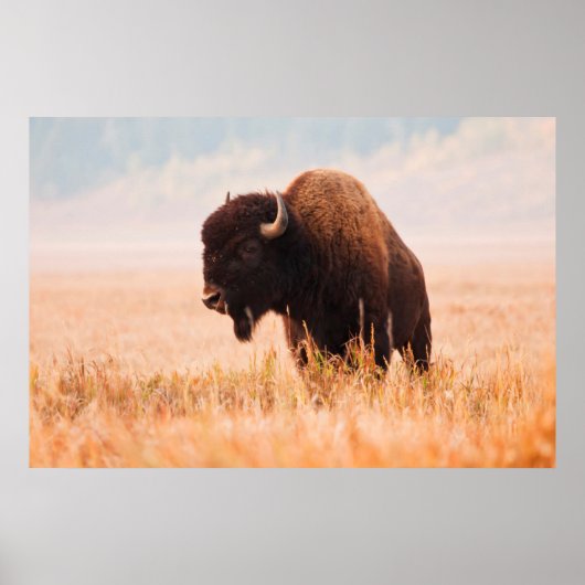American Bison Herd in Teton 2 Poster (Vorne)