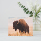American Bison Herd in Teton 2 Postkarte (Stehend Vorderseite)