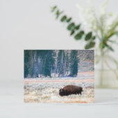 American Bison in Yellowstone Nationalpark Postkarte (Stehend Vorderseite)