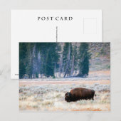 American Bison in Yellowstone Nationalpark Postkarte (Vorne/Hinten)