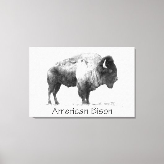 American Bison Leinwanddruck (Vorderseite)
