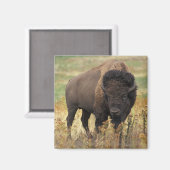 American Bison Magnet (Vorderseite/Rückseite)