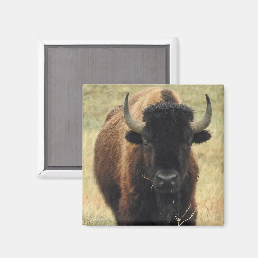 American Bison Magnet (Vorderseite/Rückseite)