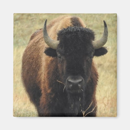 American Bison Magnet (Vorne)