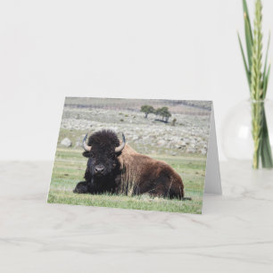 American Bison Notecard Karte