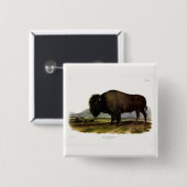 American Bison, oder Buffalo (Bison bison) - Audub Button (Vorne & Hinten)