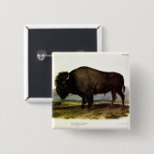 American Bison, oder Buffalo (Bison bison) - Audub Button (Vorne & Hinten)