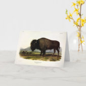 American Bison, oder Buffalo (Bison bison) - Audub Karte (Gelbe Blume)