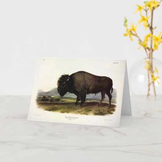 American Bison, oder Buffalo (Bison bison) - Audub Karte (Gelbe Blume)