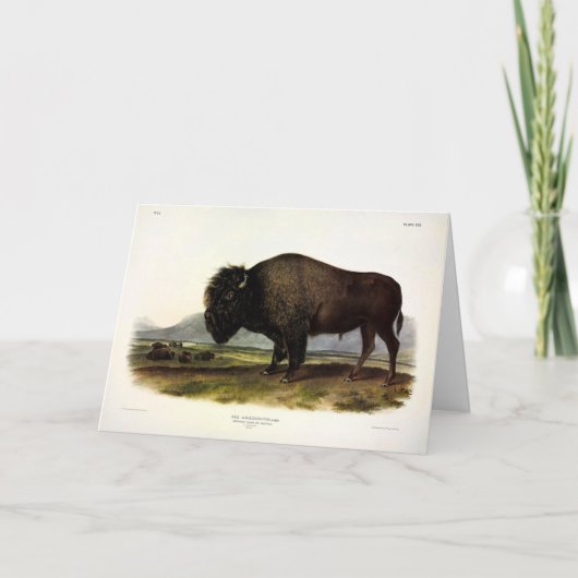 American Bison, oder Buffalo (Bison bison) - Audub Karte (Vorderseite)