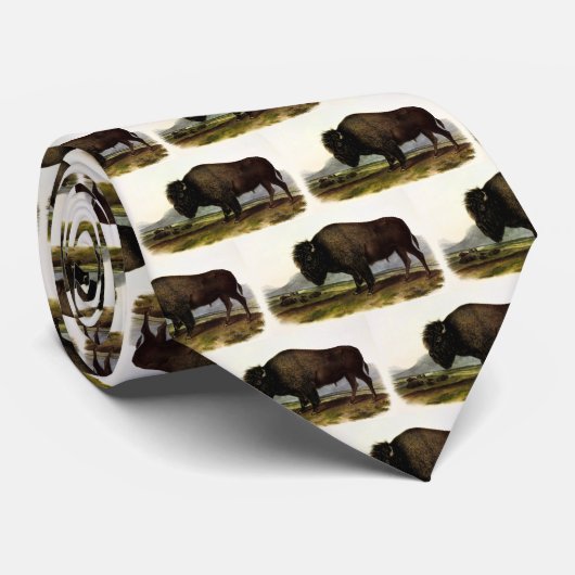 American Bison, oder Buffalo (Bison bison) - Audub Krawatte (Gerollt)