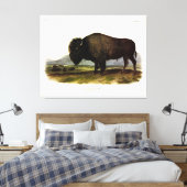 American Bison, oder Buffalo (Bison bison) - Audub Leinwanddruck (Insitu (Schlafzimmer))