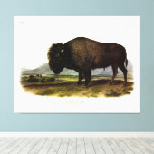 American Bison, oder Buffalo (Bison bison) - Audub Leinwanddruck (Insitu (Holzboden))