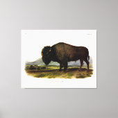 American Bison, oder Buffalo (Bison bison) - Audub Leinwanddruck (Vorderseite)
