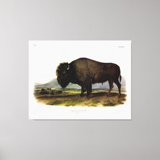 American Bison, oder Buffalo (Bison bison) - Audub Leinwanddruck (Vorderseite)