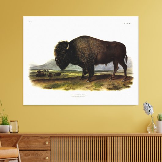 American Bison, oder Buffalo (Bison bison) - Audub Leinwanddruck (Insitu (Wohnzimmer))