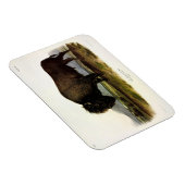 American Bison, oder Buffalo (Bison bison) - Audub Magnet (Rechte Seite)