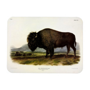 American Bison, oder Buffalo (Bison bison) - Audub Magnet