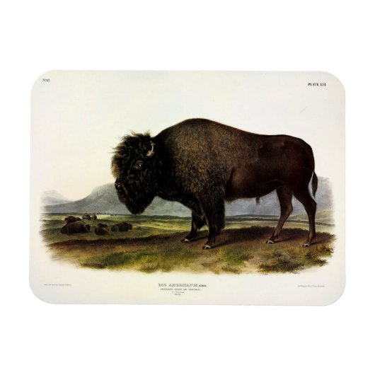 American Bison, oder Buffalo (Bison bison) - Audub Magnet (Horizontal)