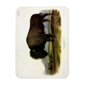 American Bison, oder Buffalo (Bison bison) - Audub Magnet (Vertikal)