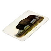 American Bison, oder Buffalo (Bison bison) - Audub Magnet (Linke Seite)