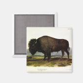 American Bison, oder Buffalo (Bison bison) - Audub Magnet (Vorderseite/Rückseite)